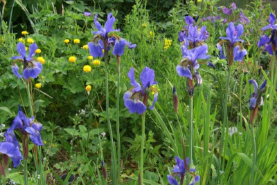 Iris_sibirica_Gruppe.jpg