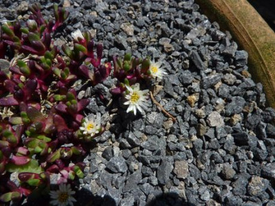 Delosperma_fars_2012.jpg