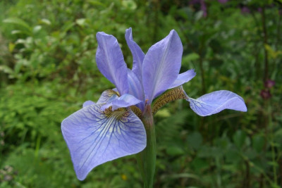 Iris_sibirica1.jpg
