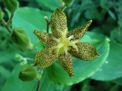 tricyrtis_latifolia_174.jpg