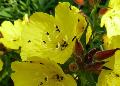 Oenothera_fruticosa__Camel_P1040330.jpg