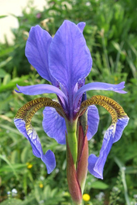 Iris_sibirica2.jpg