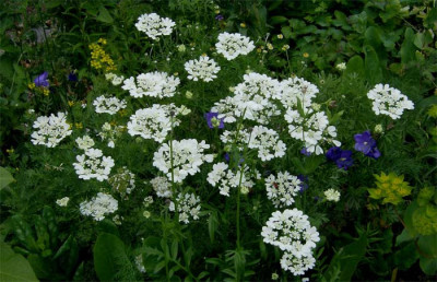 Strahlenbreitsame-190612.jpg