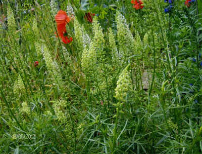 Reseda-lutea-und-Reseda-alb.jpg