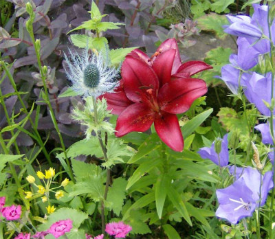 eryngium-alpinum-mit-Lilie-.jpg
