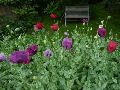 Mohnplantage_fars_2012.jpg
