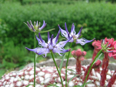 unbekannte19.06.12.jpg