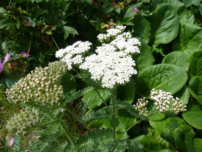 Achillea_wei_P10403321.jpg