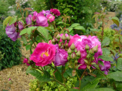DSC01576a.jpg