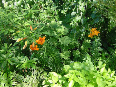 BG_Lilium_Marrakesch_und_bulbiferum_2012-06-16e.jpg