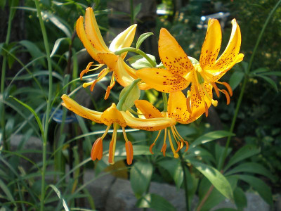 BG_Lilium_hansonii_2012-06-18e.jpg