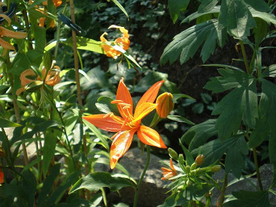 BG_lilium_tsingtauense_2012-06-18e.jpg
