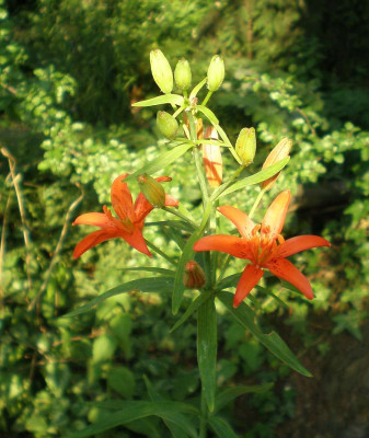BG_Lilium_concolor_2012-06-19e.jpg