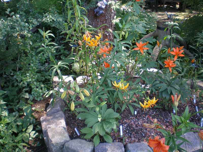 BG_Lilienbeet_2_2012-06-18e.jpg