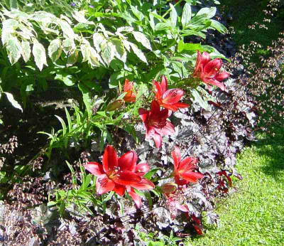 GP_Lilium_rot_und_robust_1_2012-06-16e.jpg