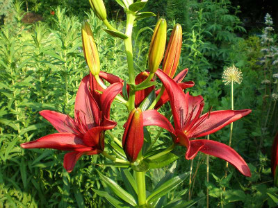 GP_Lilium_rot_und_robust_2_2012-06-19e.jpg