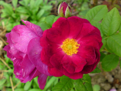DSC01578a.jpg