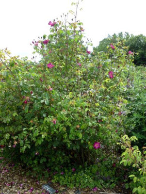 DSC01567a.jpg