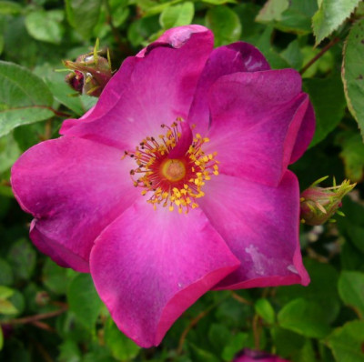 DSC01561a.jpg