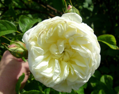 DSC01594a.jpg