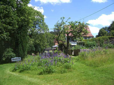 Lupinen_2012.jpg