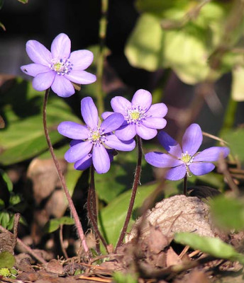 hepatica_sonne.jpg