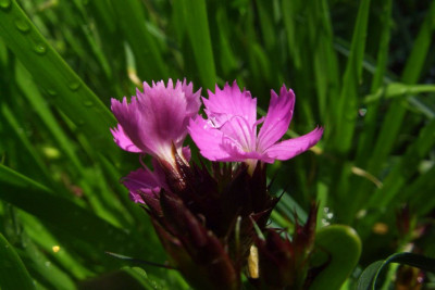 Dianthus_carthusianorum_Kompakt.jpg