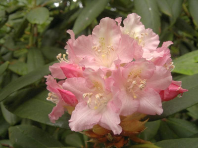 200620124584R_ungernii.jpg