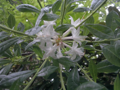 200620124586R.viscosum.jpg