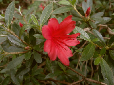 200620124588R.nakaharai_Exbury_Orange.jpg