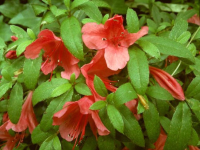 200620124589R.nakaharai_Alexander.jpg