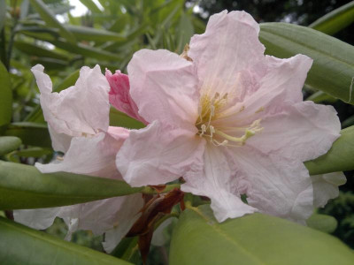 200620124590R.fortunei_ssp.discolor_PW41.jpg