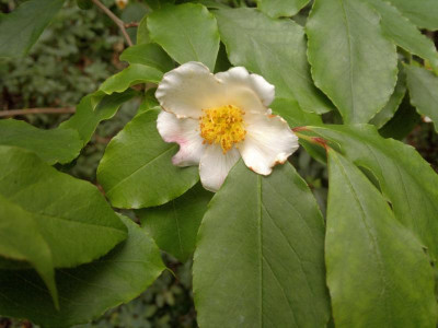 200620124585Stewartia_rostrata.jpg