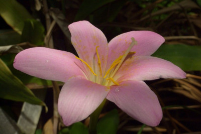 Zephyranthes_grandiflora.jpg