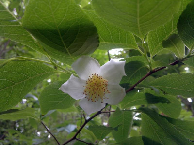 200620124587Stewartia_gemmata.jpg