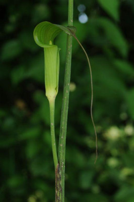 Arisaema_bekommen_als_consanguineum_20120616.jpg