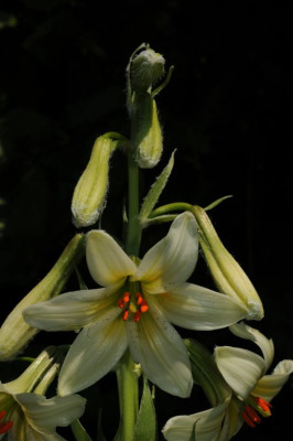 Lilium_akkusianum_20120526_2.jpg