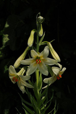Lilium_akkusianum_20120526.jpg