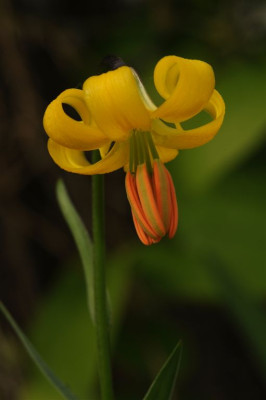 Lilium_albanicum_20120521_1.jpg