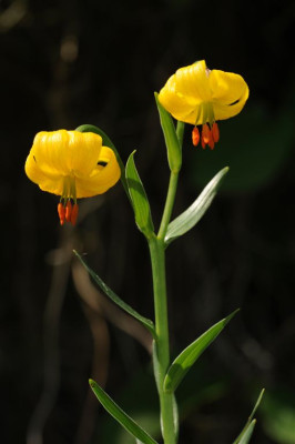 Lilium_albanicum_20120526_1.jpg