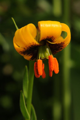 Lilium_jankae_20120521.jpg