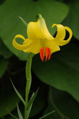 Lilium_rhodopeum_20120611.jpg