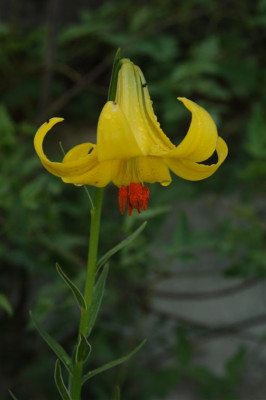 Lilium_rhodopeum_20120611_1.jpg
