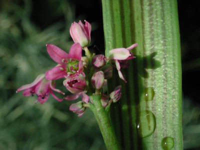 Scilla_adamsii.jpg