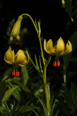 Lilium_pyrenaicum_20120525.jpg