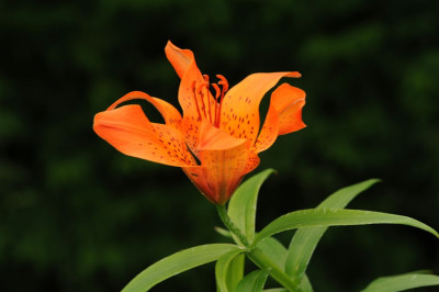 Lilium_dauricum_20120611.jpg