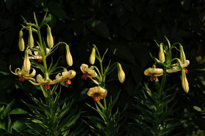 Lilium_ciliatum_20120525.jpg