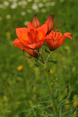 Lilium_bulbiferrum_20120611.jpg