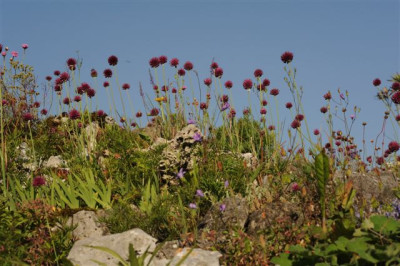 Allium_spaerocephalon_20120616.jpg