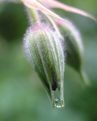 Tropfen_Geranium_Orion.jpg